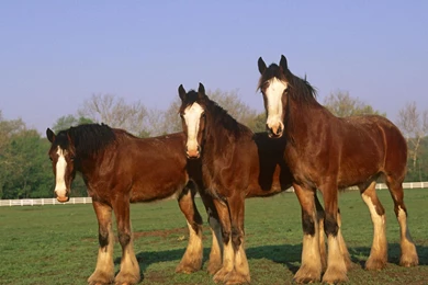 Clydesdale Horses Wallpapers   689191