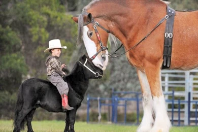 Download Horse Huge Clydesdale The Free Mini Wallpapers 1024x768 ...