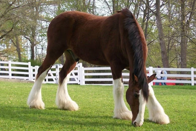 Breyer Clydesdale Horse Wallpapers