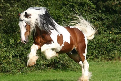 Clydesdale Wallpapers   Wallpapers Cave