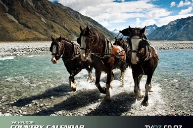 Clydesdale Horses Cross The Clyde River