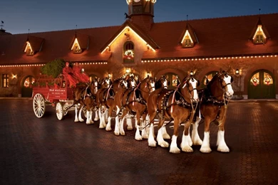 Horses: Christmas Clydesdales Horses Budweiser Hi ...