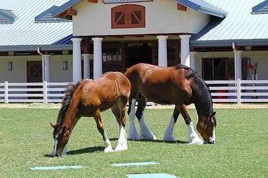 Free Wallpapers Two Clydesdale Horses