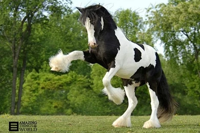 Gallery For   White Clydesdale Foal