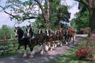 Budweiser Clydesdales Image Gallery