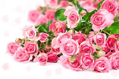 Pink Flower Wallpapers WLI20