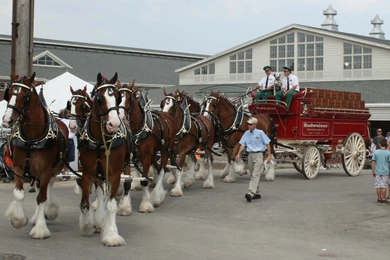 Budweiser Clydesdale Horses HD Wallpapers