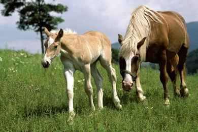 Clydesdale Wallpapers   Wallpapers Cave