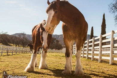 Clydesdale Pictures & Videos   Warm Springs Ranch