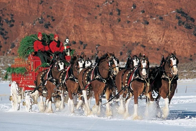 Clydesdale Wallpapers   Wallpapers Cave