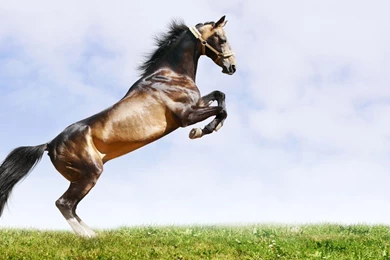 Horse, Wallpaper, Desktop, Animal (