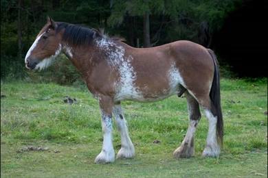 View Topic   One on One With CanadianGirl And Chiharuko   Chicken ...