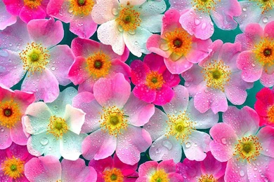 Flower wallpaper 20.jpg