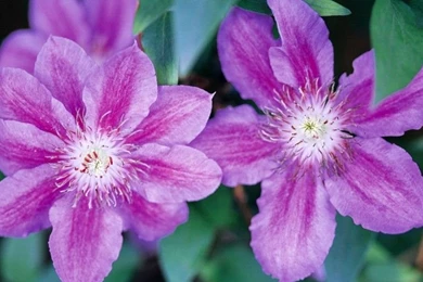 Flowers Wallpapers Desktop Backgrounds 9748 : Wallpapers13.com