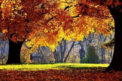 Gallery For   Fall Trees Backgrounds For Computer