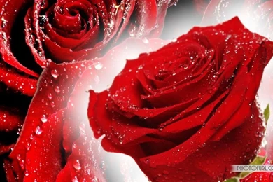 Free Valentine Wallpapers – Cupid & Valentine's Blog