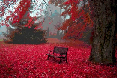 Red Fall Nature Amazing Hd Wallpapers