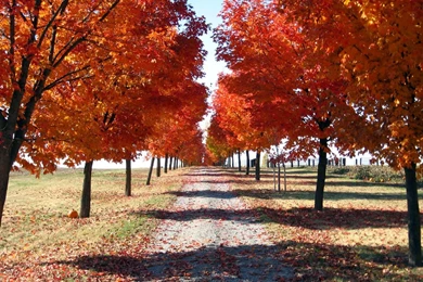 Fall Nature Pictures In High Definition Id: 1920   7HDWallpapers