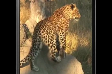 Leopard Free Video Wallpapers   Android Apps And Tests   AndroidPIT
