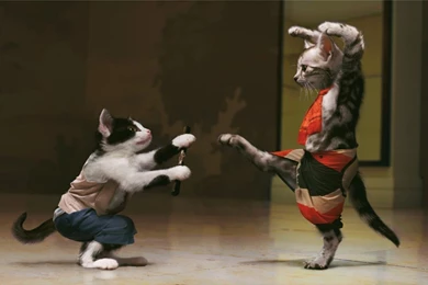 Japan Kittens Fighting Wallpaper, Photo, Humor