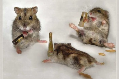 Drunk Mice   Animal Humor Wallpapers (1993688)   Fanpop