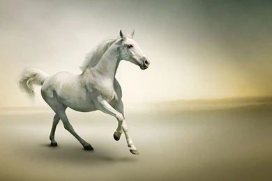 21894 White Horse 1920×1080 Animal Wallpapers