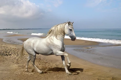 Pictures: Top 10 Horse Wallpaper, Horse Wallpapers