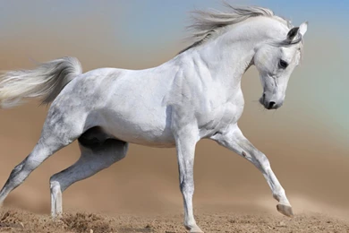 White Horse   Wallpaper.