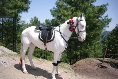 Wallpapers Downloads, White Horse