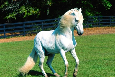 Gorgeous White Horse Wallpapers