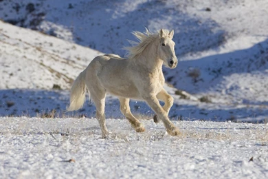 White Horse HD Animal Wallpapers