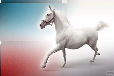 Horse Wallpapers « Animal Spot