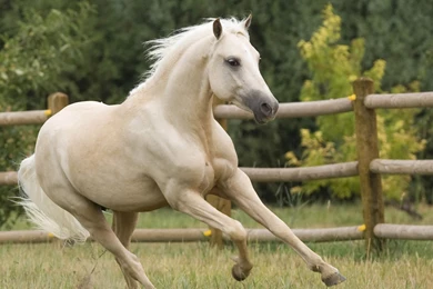 27923 Running White Horse 1920×1080 Animal Wallpapers