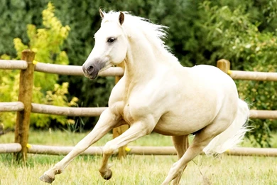 Download White Horses Free For Your Wallpapers 1600x1000