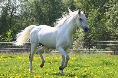 Pretty White Horse Wallpapers