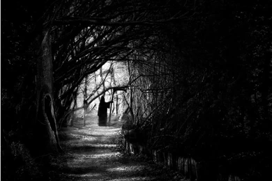 2954) Dark Forest Moon Picture Wallpapers   WalOps.com