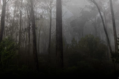 Wallpapers For Dark Forest Backgrounds With Moon