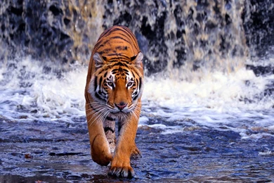 High Definition Tiger Wallpapers For Free Download