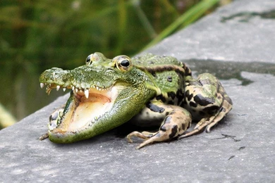 Wallpapers Weird Crocodile Frog   1033 X 774   Strange Funny Weird ...