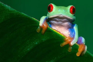 Colorful Frog Wallpapers And Backgrounds Free Download   Planet ...