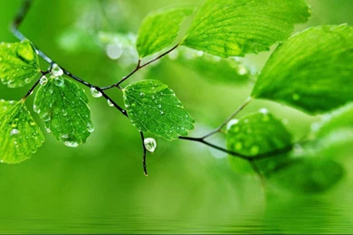 Toshiba Natural Green Wallpapers Download.jpg