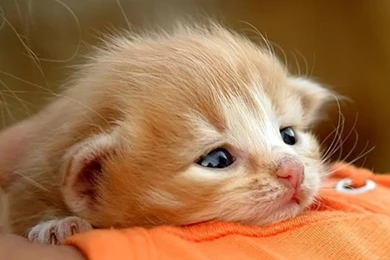 Cute Baby Cat Wallpaper Backgrounds