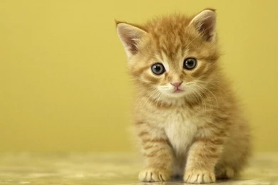 HD Cat Pictures Baby Cats   HD Animal Wallpapers