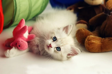 HD wallpaper cute baby cat   Cute Cat Wallpapers