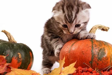 Rainy Cat Wallpapers