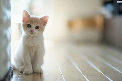 Lovely baby cat wallpaper.jpg