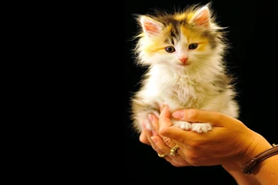 3D Baby Wallpapers   Wallpapers HD Wide