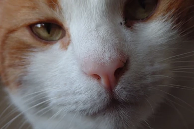 Hd Cat Wallpapers, Hairy Cats, Wallpapers Of Cats, Baby Cats ...