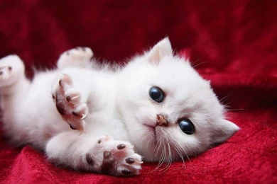 Baby HD Cat Wallpapers