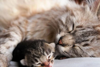 Hd Cat Wallpapers, Pussycat Images, Claws, Wallpapers Of Cats, Baby ...